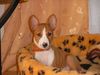 Basenji Hund