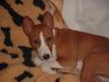 Basenji Hund