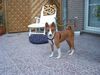 Basenji Hund