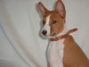 Basenji Hund