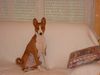 Basenji Hund