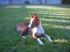 Basenji Hund