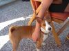 Basenji Hund