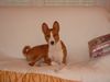 Basenji Hund