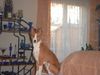 Basenji Hund