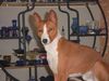 Basenji Hund