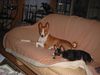 Basenji Hund