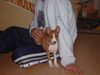 Basenji Hund