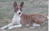 Basenji Hund