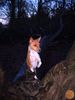 Basenji Hund