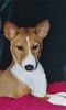 Basenji Hund