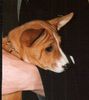 Basenji Hund