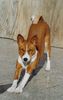 Basenji Hund