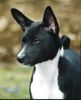 Basenji Hund