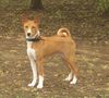 Basenji Hund