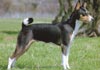 Basenji Hund