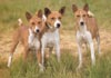 Basenji Hund