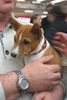 Basenji Hund