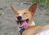 Basenji Hund