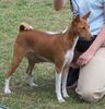 Basenji Hund