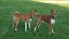 Basenji Hund