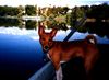 Basenji Hund