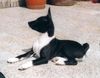 Basenji Hund