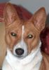 Basenji Hund