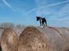 Basenji Hund