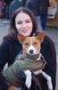 Basenji Hund