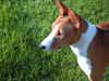 Basenji Hund