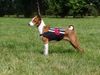 Basenji Hund