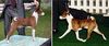 Basenji Hund