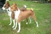 Basenji Hund