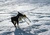 Basenji Hund