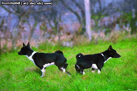 Basenji vater und sohn