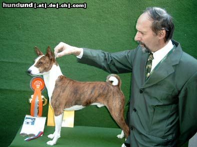 Basenji Escapade´s Bravo out of Africa European-Winner (Bratislava)und European-Winner (Tulln A)