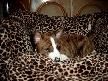 Basenji Abayomy Azana unser Schatz