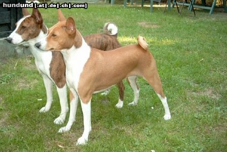 Basenji Escapade´s Bravo out of Africa + Over the Rainbow out of Africa Vater und Mutter unseres Zwingers: African Rainbows