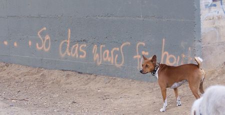 Basenji So das wars für heute...bei der Hitze