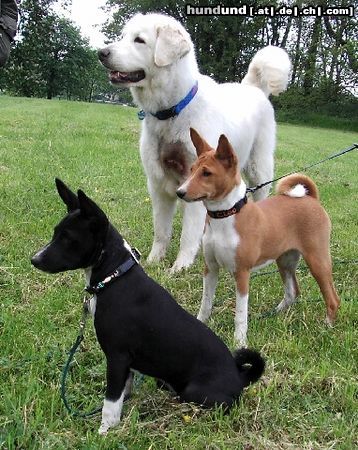 Basenji Cleo, Cana und Jana