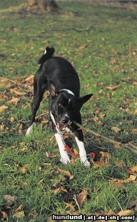 Basenji