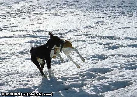 Basenji Hadiya und Tsula