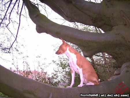 Basenji Ch. Zia