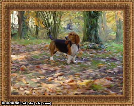 Basset Artésien-Normand Basset Artèsien Normand  Foef