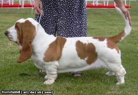 Basset Hound Quida Moravia Bray