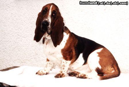 Basset Hound Amanda Moravia Bento