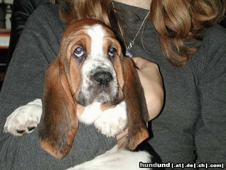 Basset Hound Anabelle Pressburger Burger