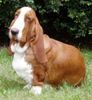 Basset Hound Lieber Hans-Otto, auch ich habe jetzt einen kleinen Liebling. Leider kommt er schlecht durch die Winderlandschaft, aber Training ist alles... Scheiß die Wand an! Deine Luise