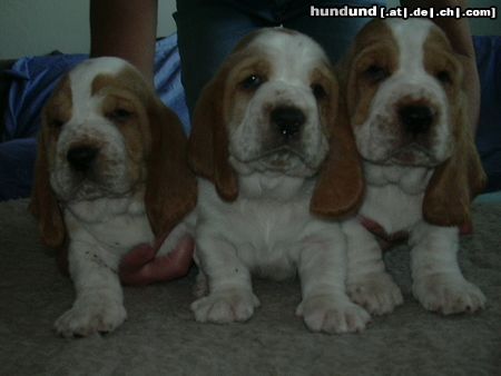 Basset Hound Kennel Moravia Bray